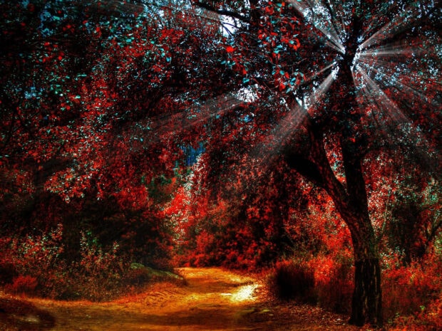 A vibrant fall landscape wallpaper showcasing a forest path with intense red and orange autumn leaves and bright sun rays filtering through the canopy