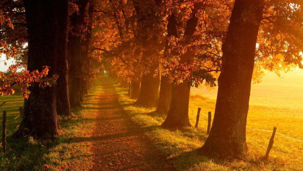 A serene Fall Landscape Wallpaper showcasing a sunlit forest path lined with tall trees in golden autumn foliage