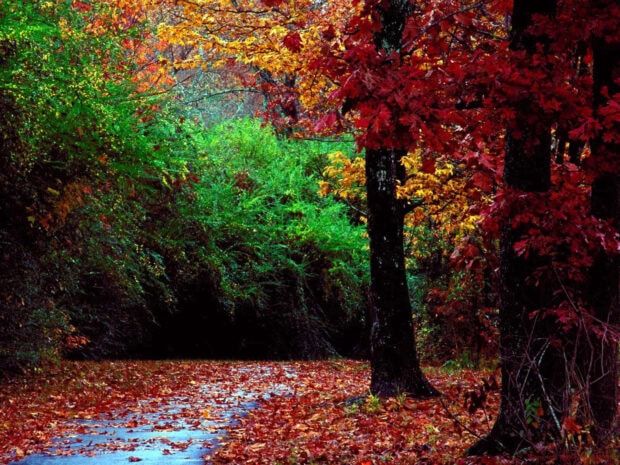 A picturesque fall landscape wallpaper showing a wet road covered with scattered red and orange autumn leaves, bordered by a forest of vibrant trees
