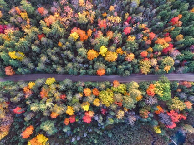 An aerial Fall Season Wallpaper showing a vibrant forest with a road, displaying a beautiful mix of autumn colors