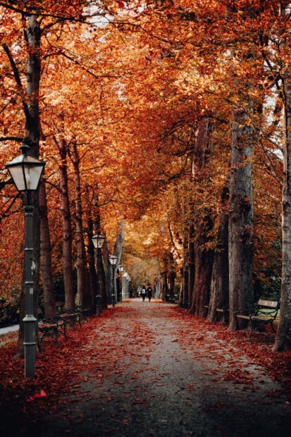 A captivating fall season wallpaper showcasing an autumn avenue path lined with trees and vibrant red-orange leaves