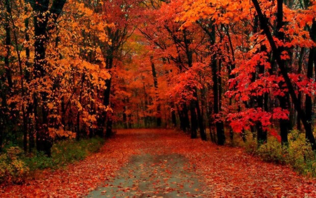 A beautiful Fall Season Wallpaper depicting a forest path covered in vibrant red and orange autumn leaves