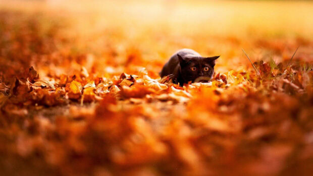 A charming Fall Season Wallpaper featuring a black cat hiding among bright orange autumn leaves