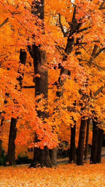 A vibrant fall season wallpaper showcasing numerous tall trees with brilliant orange autumn leaves, creating a warm and inviting forest scene