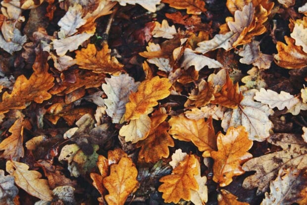 A close-up Fall Season Wallpaper showing a textured pattern of fallen oak leaves in various shades of brown, orange, and tan