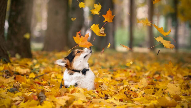 An adorable Fall Season Wallpaper featuring a Corgi dog playing in a pile of bright yellow autumn leaves