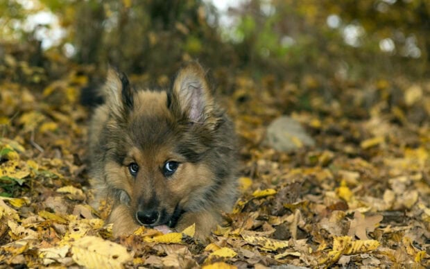 A cute Fall Season Wallpaper of a fluffy brown puppy lying in a bed of bright yellow fall leaves in a forest
