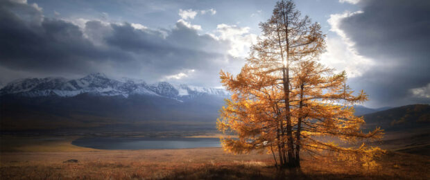 A stunning Fall Season Wallpaper featuring a vibrant golden autumn tree against a backdrop of snowy mountains, a serene lake, and a dramatic cloudy sky with sunlight
