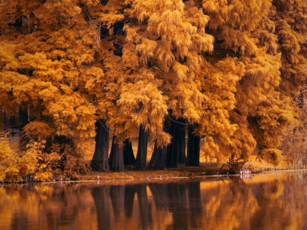 A beautiful Fall Season Wallpaper showcasing vibrant orange cypress trees with their reflections in a calm lake, bathed in warm autumn colors