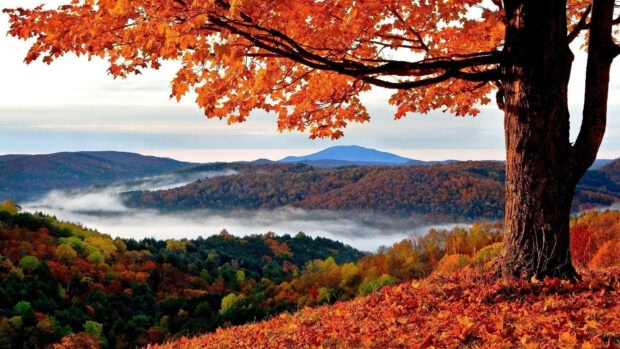 A stunning Fall Season Wallpaper featuring an orange-leafed tree overlooking a misty valley with autumn hills