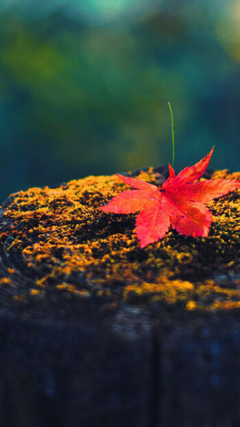 A minimalist fall season wallpaper featuring a single vibrant red maple leaf resting on a mossy tree stump, perfect for mobile