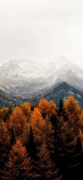 A stunning fall season wallpaper featuring vibrant orange autumn trees in the foreground against majestic snow-capped mountains under a clear sky