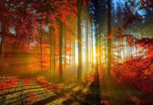 A breathtaking fall season wallpaper showcasing sunbeams piercing through a vibrant red and orange autumn forest path