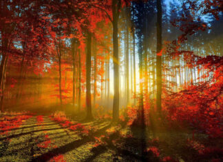 A breathtaking fall season wallpaper showcasing sunbeams piercing through a vibrant red and orange autumn forest path