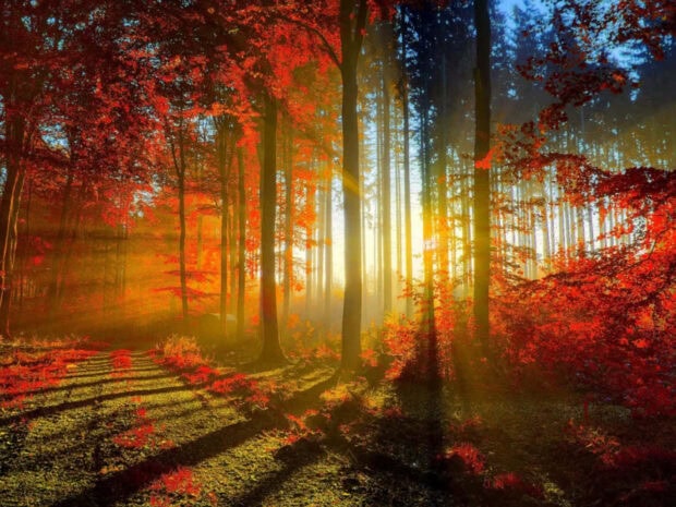 A breathtaking fall season wallpaper showcasing sunbeams piercing through a vibrant red and orange autumn forest path