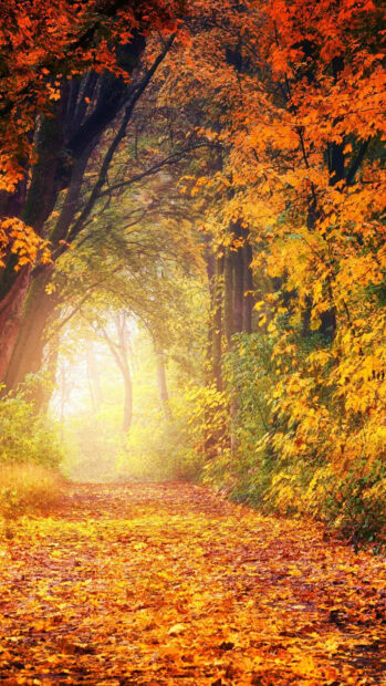 A beautiful Fall Trees Wallpaper featuring a sunlit forest path covered in golden autumn leaves with vibrant orange and yellow trees