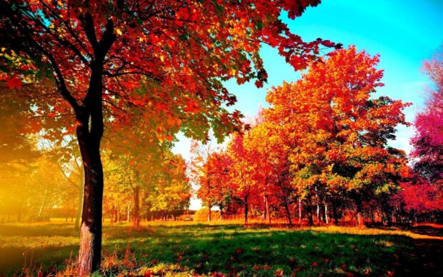 A vivid fall trees wallpaper showcasing a park scene with bright orange and red autumn leaves under a striking blue sky