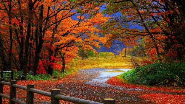 A picturesque Fall Trees Wallpaper featuring a colorful autumn forest path with vibrant red and orange leaves and a wooden fence