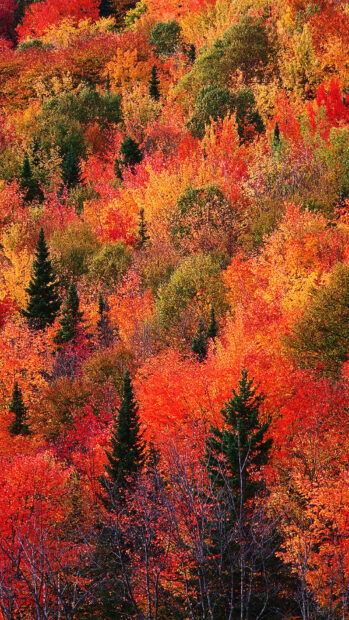 A breathtaking Fall Trees Wallpaper showing a dense forest hillside with a vibrant mix of red, orange, yellow, and green autumn foliage