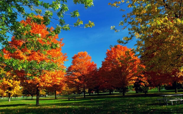 A picturesque Fall Trees Wallpaper featuring a park scene with trees in vibrant green, orange, and yellow foliage under a clear blue sky