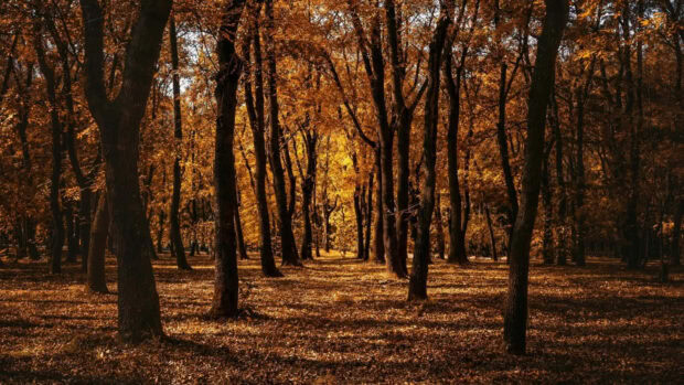 A beautiful Fall Trees Wallpaper depicting a dense autumn forest with golden-brown leaves covering the ground and tall trees