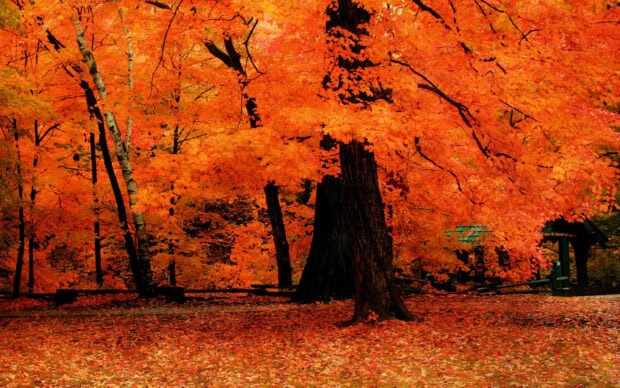 A captivating Fall Trees Wallpaper depicting a dense forest with intense orange-red foliage and fallen leaves on the ground