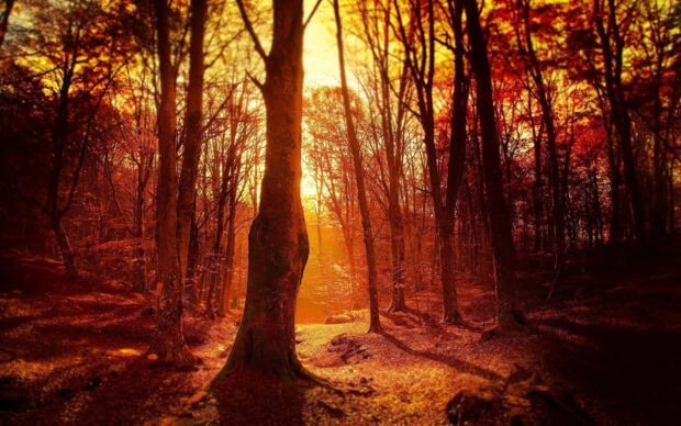 Dramatic fall trees wallpaper featuring a forest with silhouetted trees bathed in a warm red-orange sunset glow