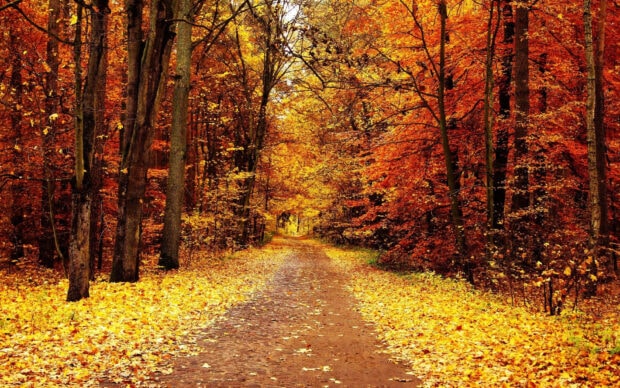 A picturesque Fall Trees Wallpaper showing a winding forest path covered in golden autumn leaves, surrounded by vibrant fall trees