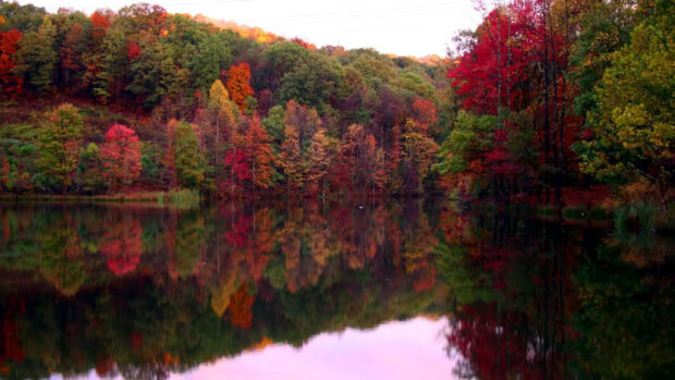 A tranquil fall trees wallpaper showing a colorful forest reflected in a calm lake, highlighting vibrant autumn colors