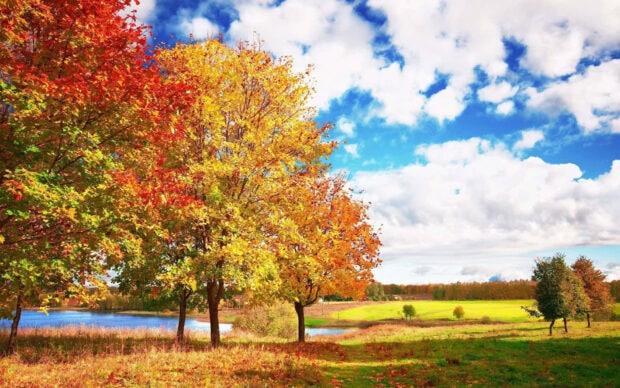 A beautiful fall trees wallpaper featuring colorful autumn trees by a blue lake under a bright sky with white clouds
