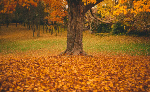 A classic fall trees wallpaper featuring a large tree with golden leaves and a thick carpet of fallen autumn leaves on the ground
