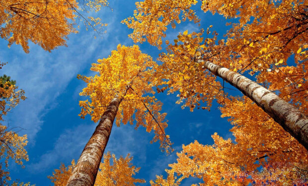 An inspiring Fall Trees Wallpaper looking up at tall trees with bright yellow leaves against a vivid blue sky