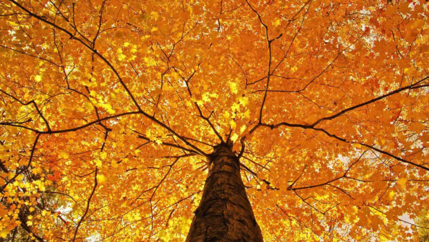 A unique Fall Trees Wallpaper showcasing a golden-yellow leaf canopy and branches seen from directly below