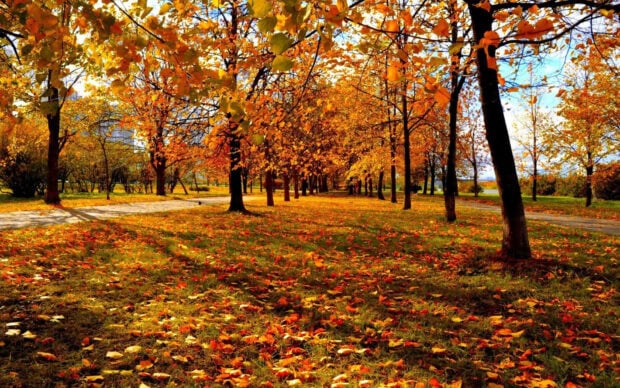 A scenic fall trees wallpaper showing a park path surrounded by vibrant golden and orange autumn trees under bright sunlight
