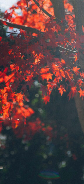 A vibrant Fall Trees Wallpaper showcasing bright red maple leaves on a branch with a soft bokeh background