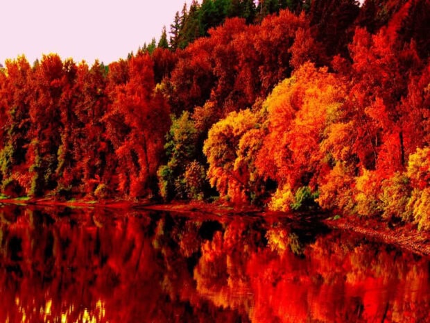 A stunning Fall Trees Wallpaper featuring vibrant red and orange trees reflected in a calm river under a soft sky