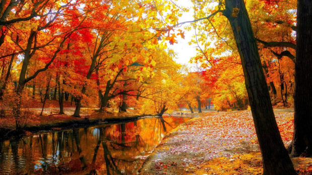 A breathtaking fall trees wallpaper featuring a river reflecting a dense forest with intensely vibrant red, orange, and yellow autumn leaves