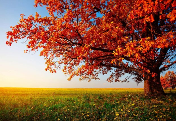 A beautiful Fall Trees Wallpaper featuring a large oak tree with bright orange-red leaves in a green field under a clear blue sky at sunset