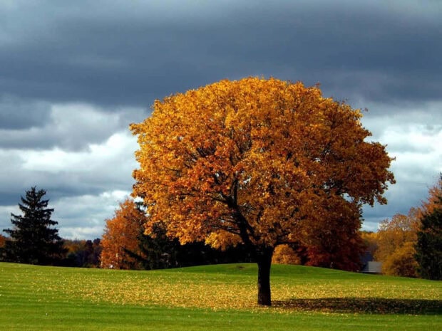 A striking Fall Trees Wallpaper featuring a solitary yellow-leafed tree in a green field under a cloudy autumn sky