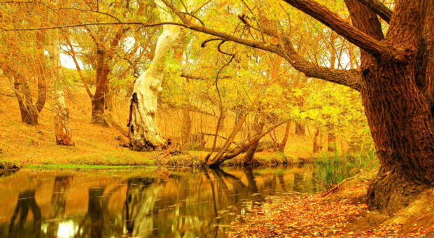A serene fall trees wallpaper featuring a calm stream reflecting golden autumn foliage and a large white tree trunk in a vibrant forest