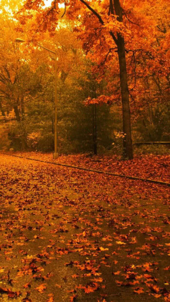 A scenic Fall Trees Wallpaper depicting a street path covered in bright orange fallen leaves with autumn trees and a street light