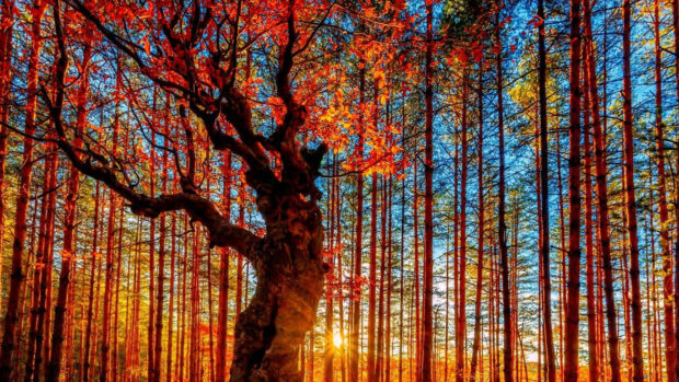 A dramatic Fall Trees Wallpaper featuring a gnarled tree with red leaves in a forest bathed in the warm light of a sunset