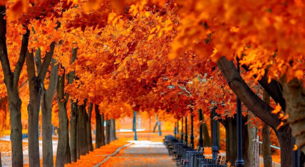 A vibrant Fall Trees Wallpaper showcasing an autumn avenue lined with brilliant orange and red foliage and park benches