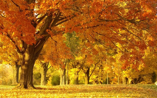 A stunning Fall Trees Wallpaper featuring a vibrant orange-yellow tree with fallen leaves covering a sunny park ground