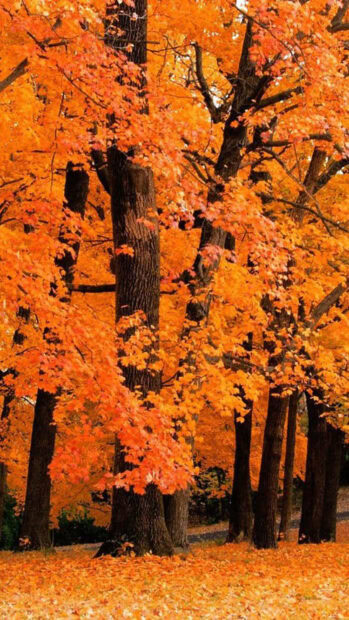 Vibrant orange fall trees wallpaper showcasing a dense forest with bright autumn foliage and fallen leaves