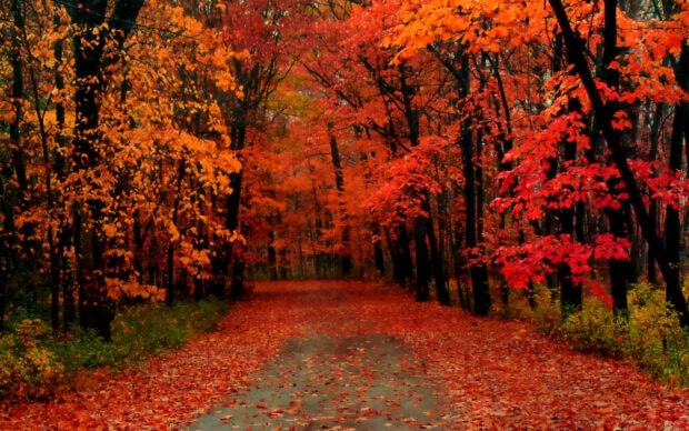 A captivating Fall Trees Wallpaper featuring a wet road covered in brilliant red autumn leaves, leading through a dense fall forest