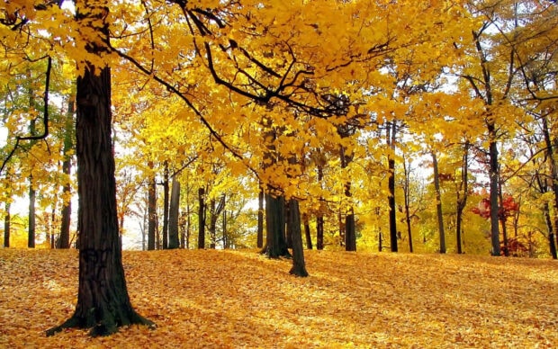 A bright Fall Trees Wallpaper showcasing a sunny forest with vibrant yellow leaves on trees and covering the ground