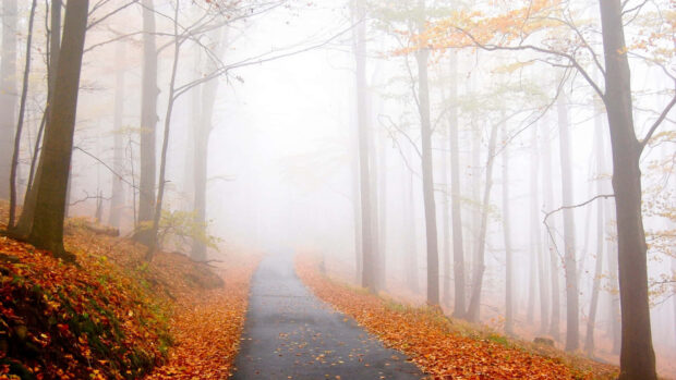 An atmospheric Fall Foliage Wallpaper showing a foggy forest road with scattered orange autumn leaves and tall trees