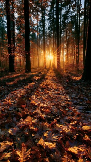 An enchanting autumn forest wallpaper with golden sun rays piercing through trees onto a ground covered in vibrant orange leaves