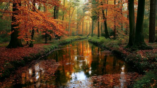 A picturesque Forest Wallpaper showcasing an autumn stream reflecting vibrant orange leaves and fall foliage